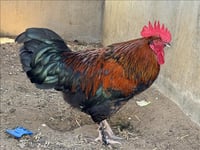 RHODE ISLAND RED - Photo 1