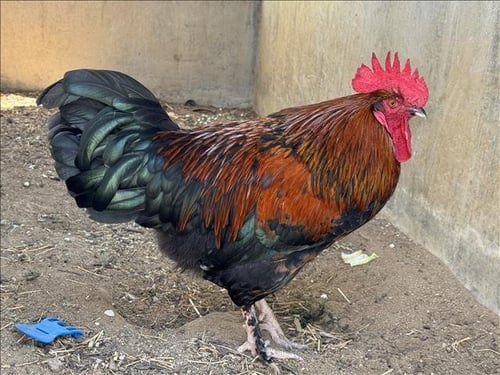 RHODE ISLAND RED - Chicken available for adoption