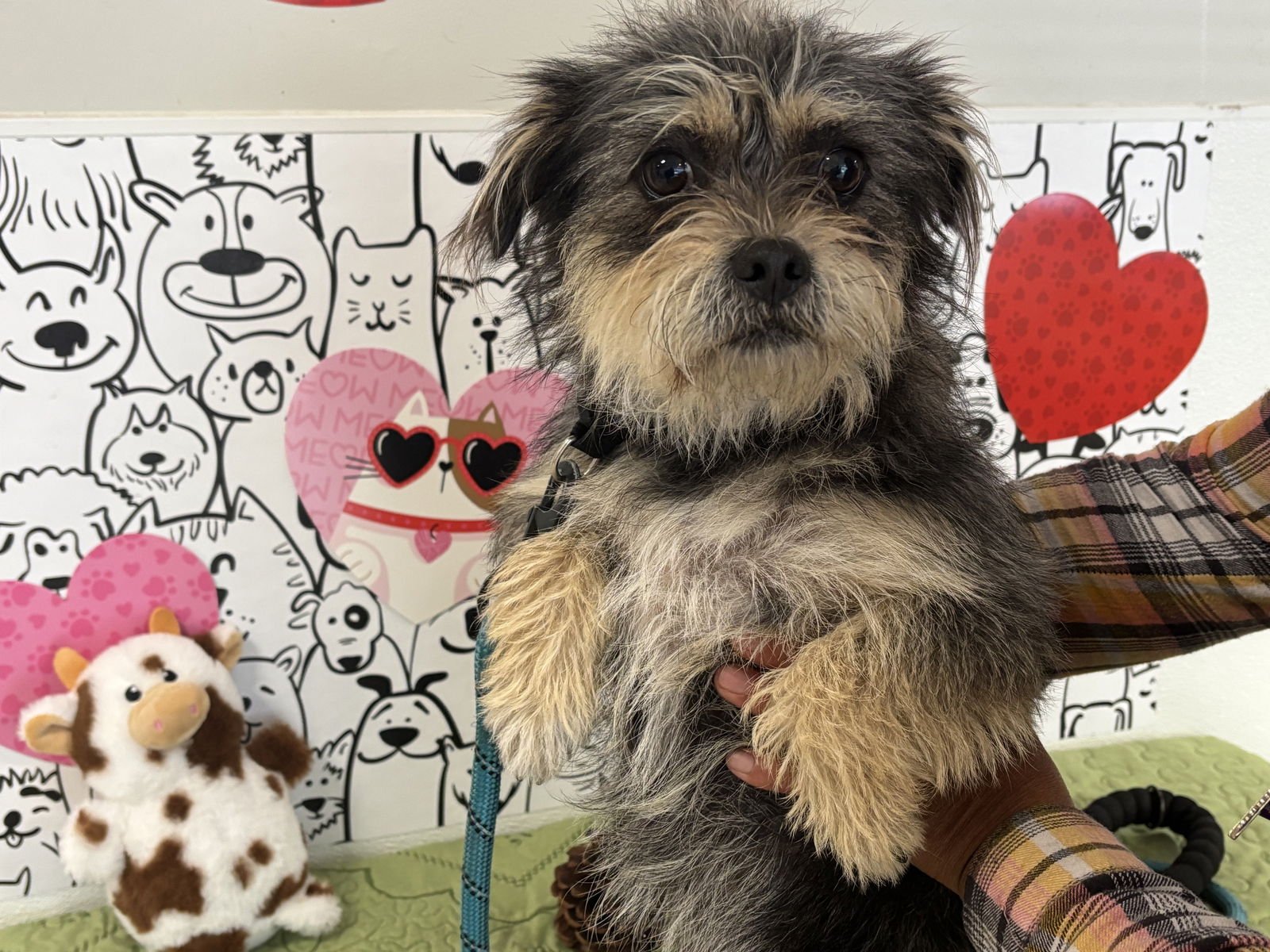 MAYIM - Tibetan Terrier available for adoption