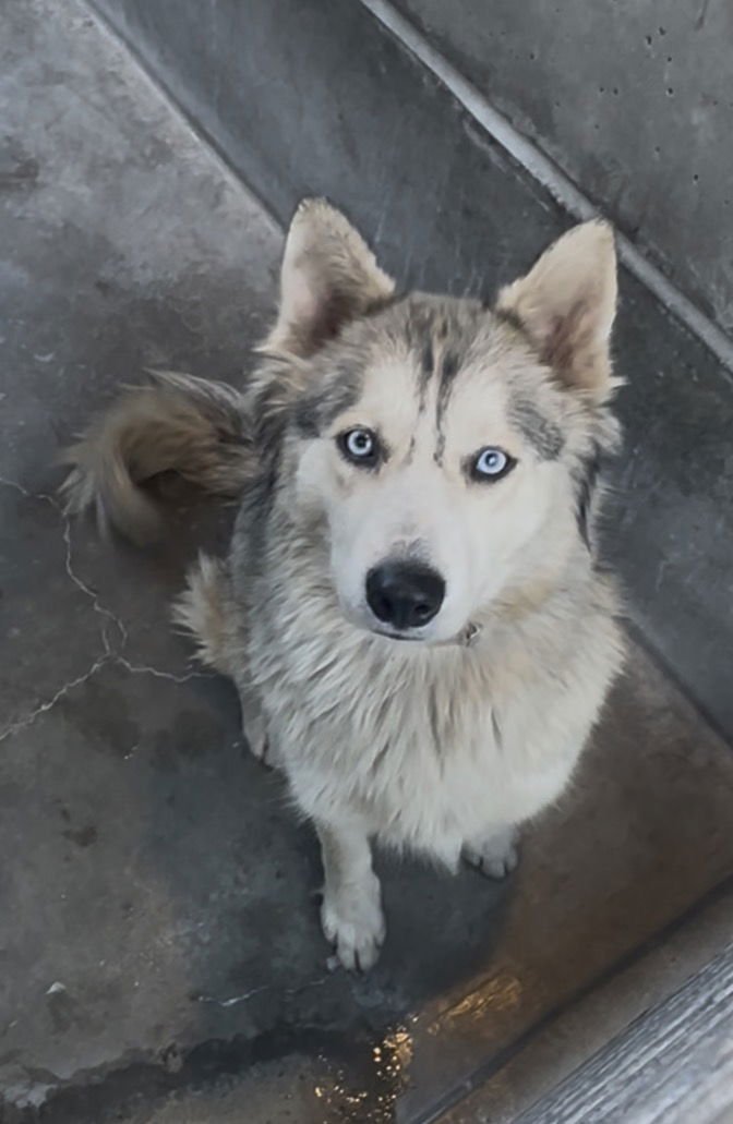 STEVIE - Siberian Husky available for adoption