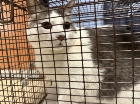 SNOOPY - Domestic Long Hair available for adoption