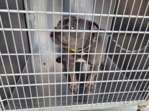 NAOMI - Pit Bull Terrier available for adoption