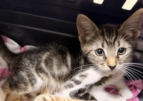 A2296417 - Domestic Short Hair available for adoption