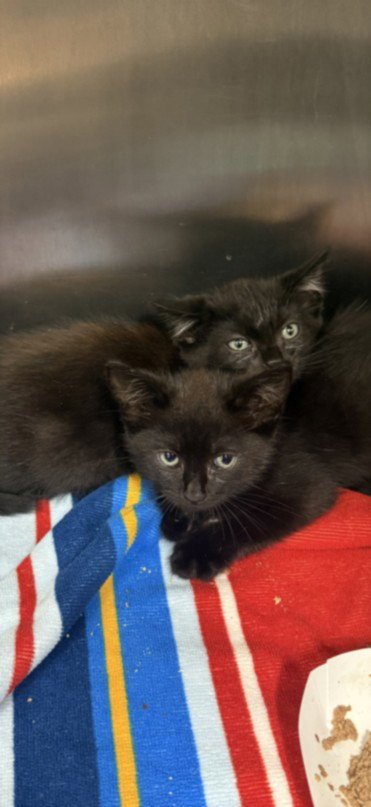 A2294338 - Domestic Short Hair available for adoption