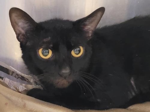 RANGER - Domestic Short Hair available for adoption