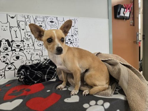 ANGIE - Chihuahua available for adoption