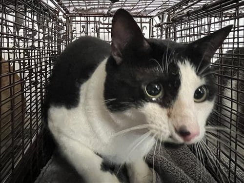 LUCAS - Domestic Short Hair available for adoption