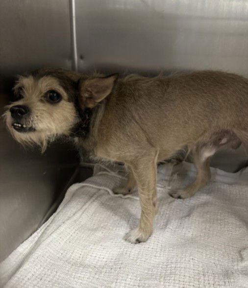 LOBO - Chihuahua available for adoption