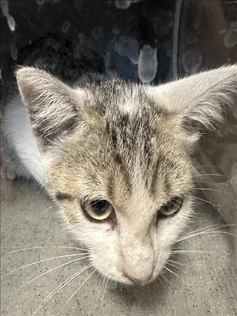 A2290350 - Domestic Short Hair available for adoption