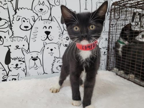 A2287637 - Domestic Short Hair available for adoption