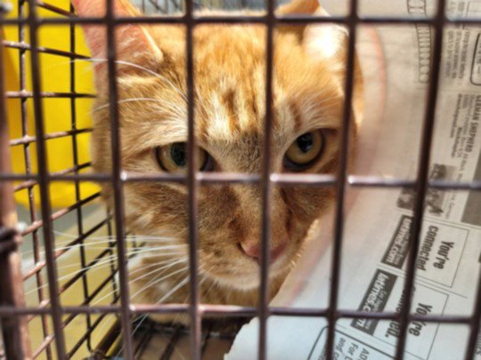 TABBY Image