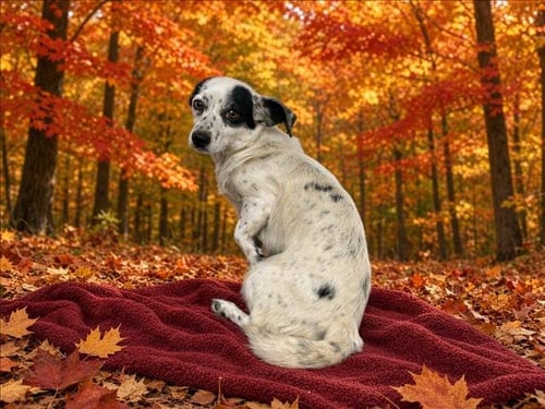 DUCHESS - Chihuahua available for adoption