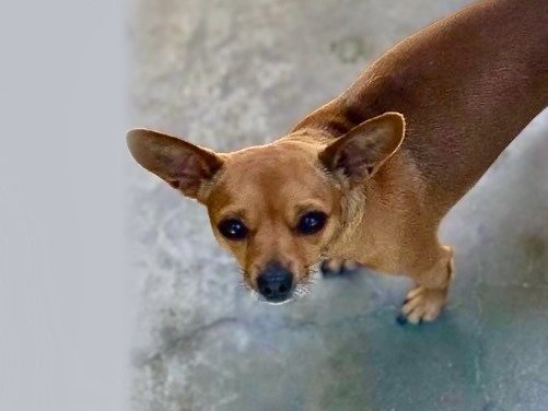BROWNIE Image