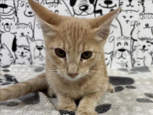 A2292671 - Domestic Short Hair available for adoption