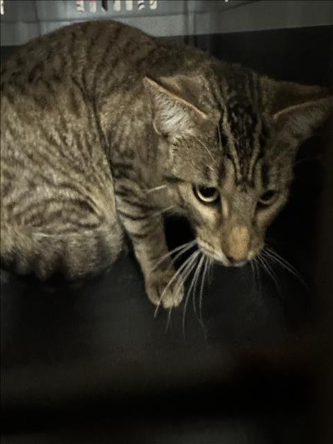 TIGER - Domestic Short Hair available for adoption