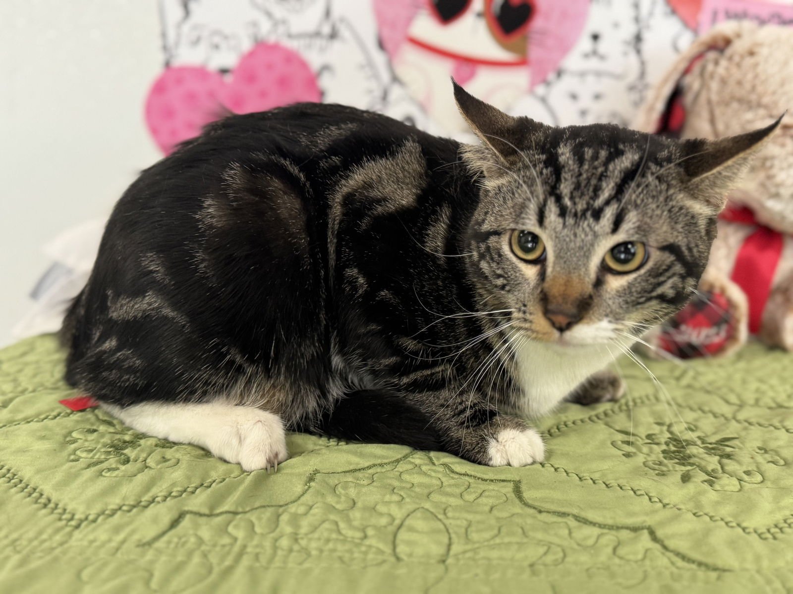 BELLY - Domestic Short Hair available for adoption