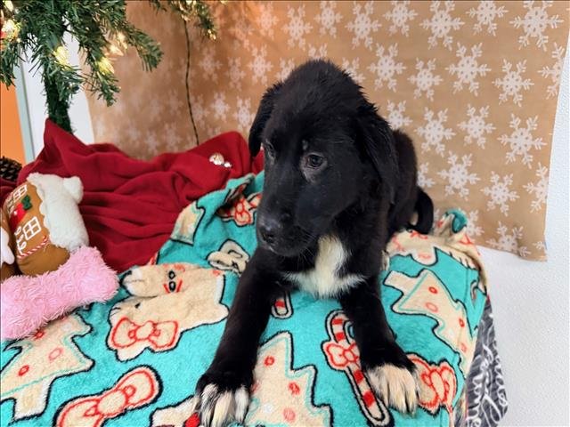 DUTCH - Labrador Retriever available for adoption