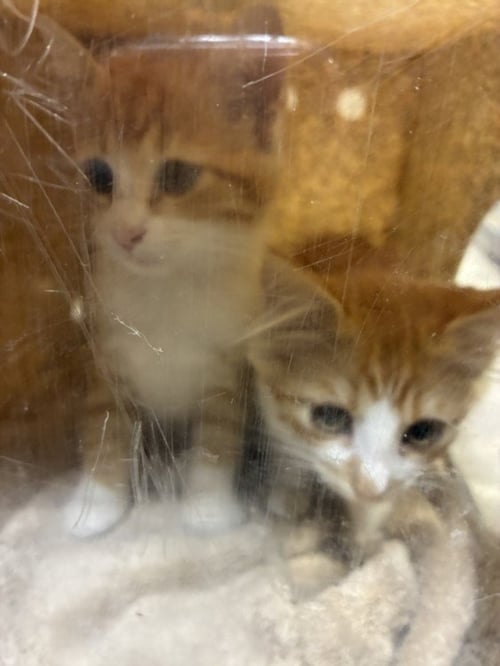 BIRDIE - Domestic Short Hair available for adoption