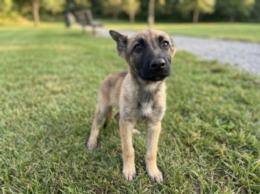 CALLIE - German Shepherd Dog available for adoption
