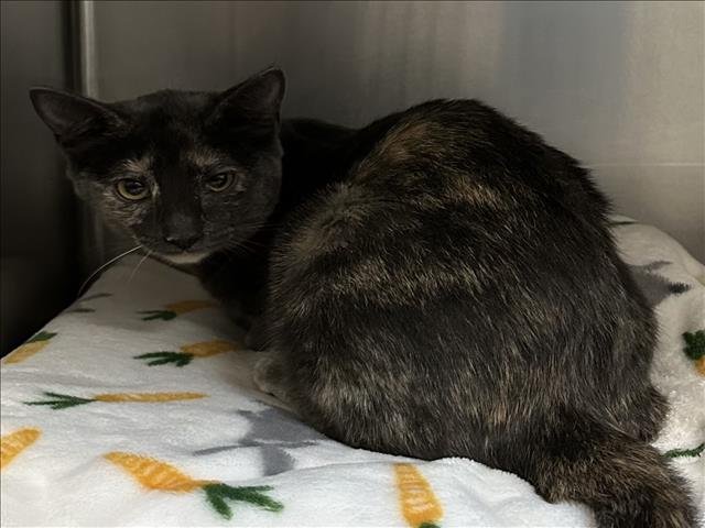 A2252072 - Domestic Short Hair available for adoption