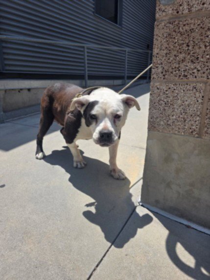 DAHLIA - Staffordshire Bull Terrier available for adoption