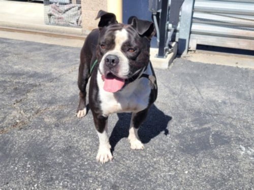JOEY - Pit Bull Terrier available for adoption