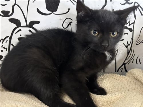 JULIE - Domestic Short Hair available for adoption