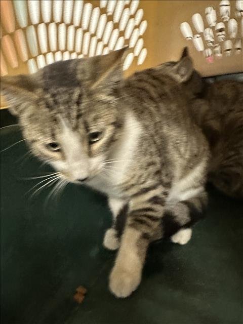 COCO - Domestic Short Hair available for adoption