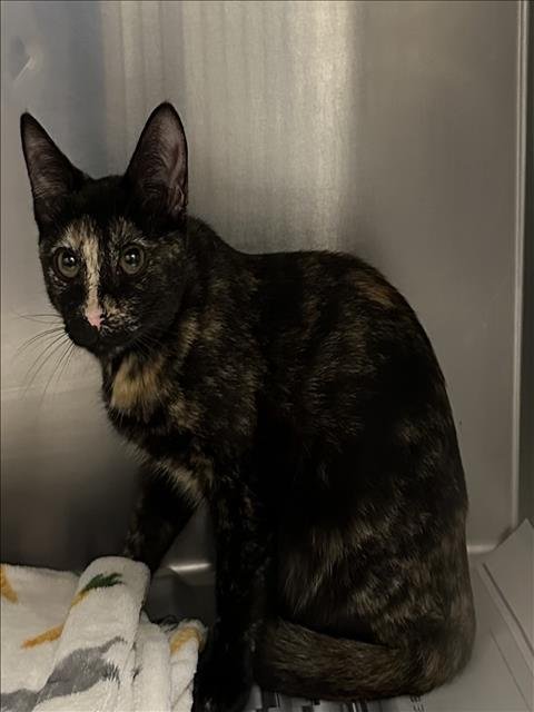 A2252073 - Domestic Short Hair available for adoption