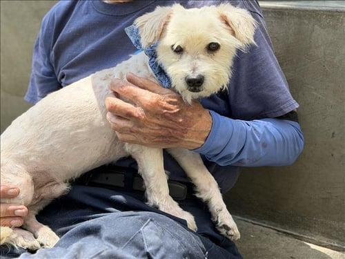 WHISKEY - Norwich Terrier available for adoption