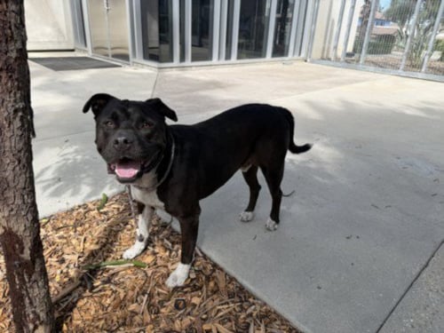 YUMI - Pit Bull Terrier available for adoption
