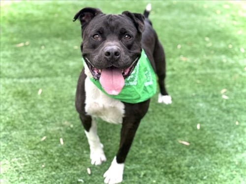 YUMI - Pit Bull Terrier available for adoption