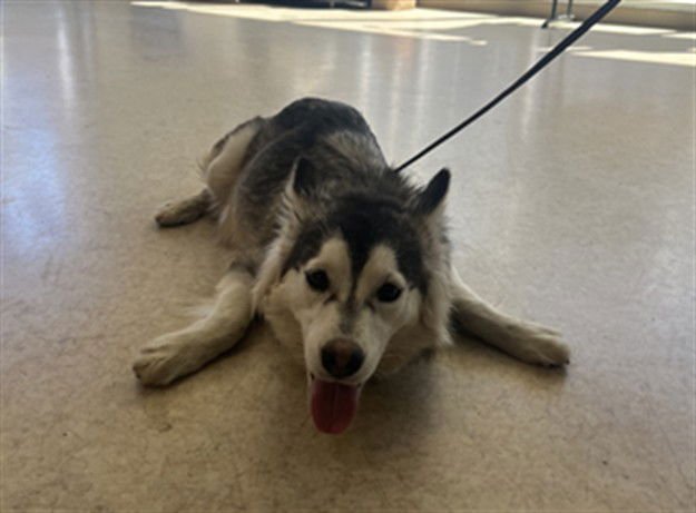 CRESSIDA - Husky available for adoption