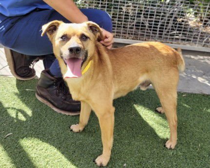 OSITO - Chihuahua available for adoption