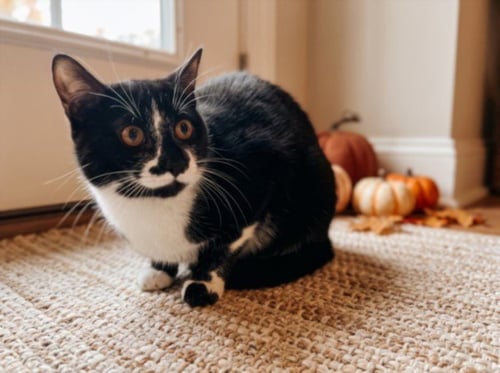 OLIVER - Domestic Short Hair available for adoption