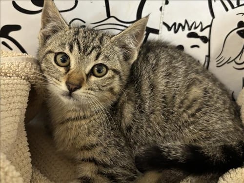 JAMIE - Domestic Short Hair available for adoption
