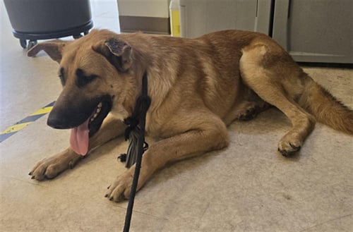 BENNY - German Shepherd Dog available for adoption