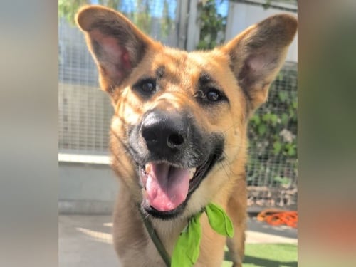 BENNY - German Shepherd Dog available for adoption