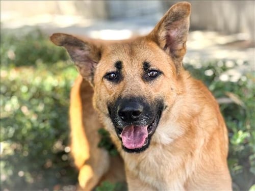BENNY - German Shepherd Dog available for adoption