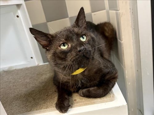 AZRAEL - Domestic Short Hair available for adoption