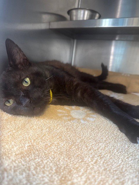AZRAEL - Domestic Short Hair available for adoption