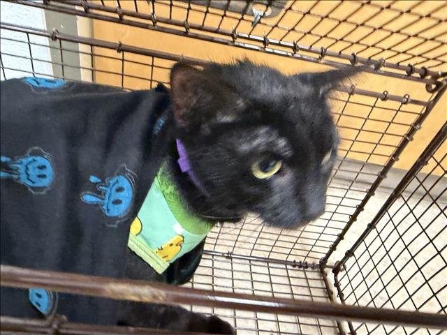 HEWEY - Domestic Short Hair available for adoption