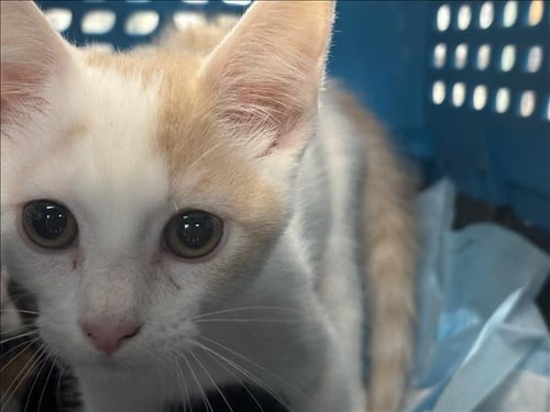 A2288963 - Domestic Short Hair available for adoption