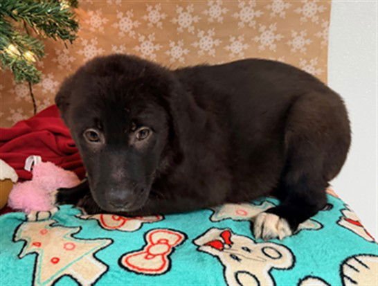 DOZER - Labrador Retriever available for adoption