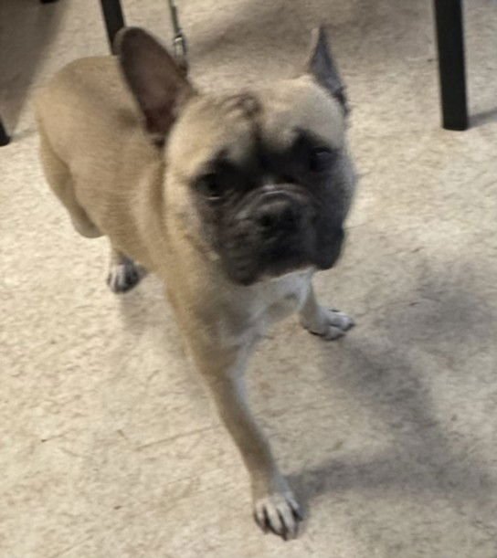 HERMIE - French Bulldog / Pug available for adoption