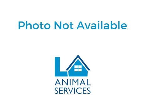 A2253028 - Domestic Medium Hair / Siamese available for adoption