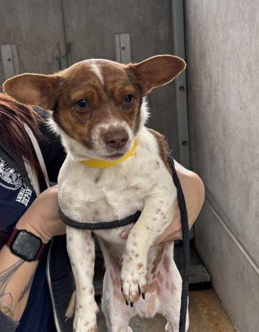 PEPE - Chihuahua available for adoption