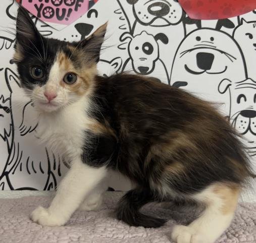 ELOISE BRIDGERTON - Domestic Short Hair available for adoption