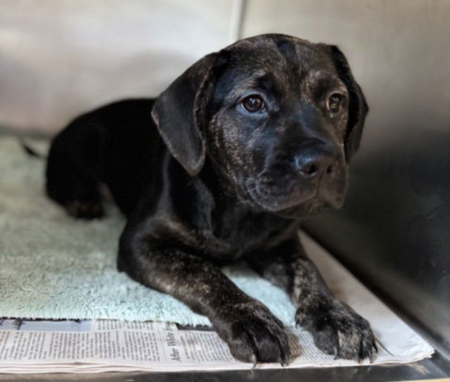 PENNY - Pit Bull Terrier available for adoption