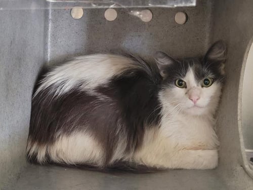 SUGAR - Domestic Short Hair available for adoption